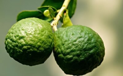 KŮŽE JAKO SYMBOL NAŠICH HRANIC